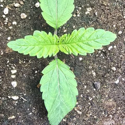 Forbidden Fruit  growlog timeline photo