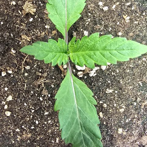 Lemon Cherry Pop  #1 growlog timeline photo
