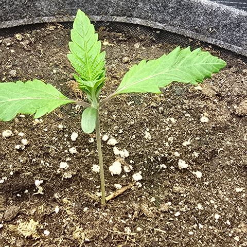 Lemon Cherry Pop  #1 growlog timeline photo