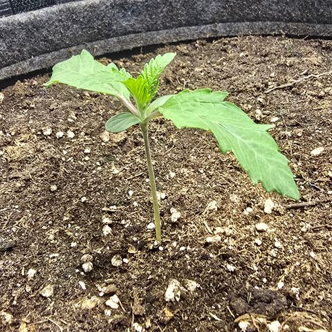 Lemon Cherry Pop  #2 growlog timeline photo