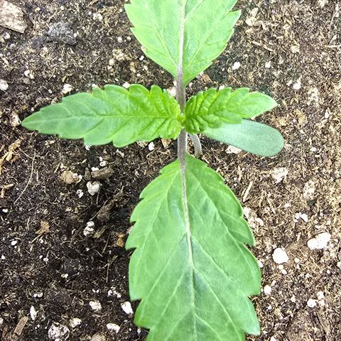 Lemon Cherry Pop  #2 growlog timeline photo