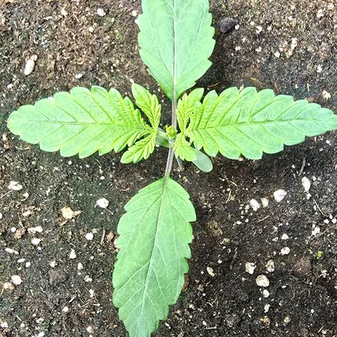 Forbidden Fruit  growlog timeline photo