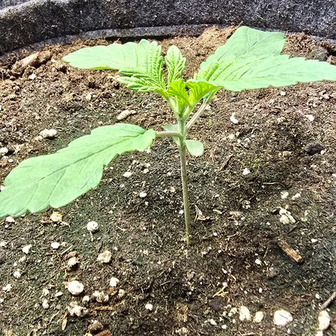 Forbidden Fruit  growlog timeline photo