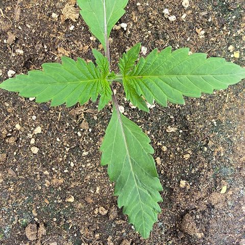 Lemon Cherry Pop  #1 growlog timeline photo