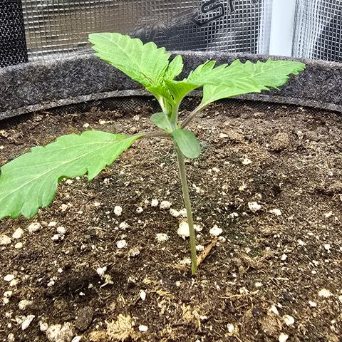 Lemon Cherry Pop  #1 growlog timeline photo