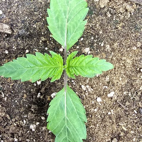 Lemon Cherry Pop  #2 growlog timeline photo