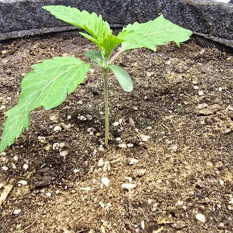 Lemon Cherry Pop  #2 growlog timeline photo