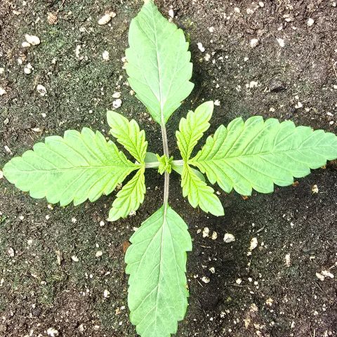 Forbidden Fruit  growlog timeline photo