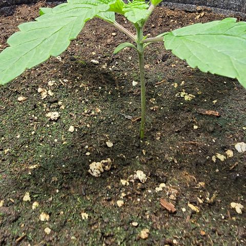 Forbidden Fruit  growlog timeline photo