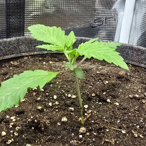 Lemon Cherry Pop  #1 growlog timeline photo