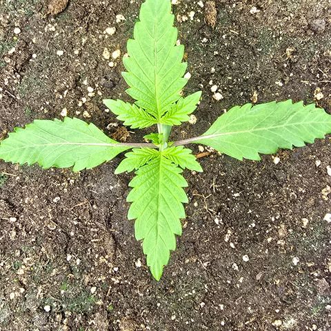 Lemon Cherry Pop  #1 growlog timeline photo