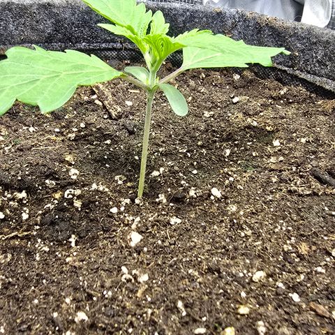 Lemon Cherry Pop  #2 growlog timeline photo