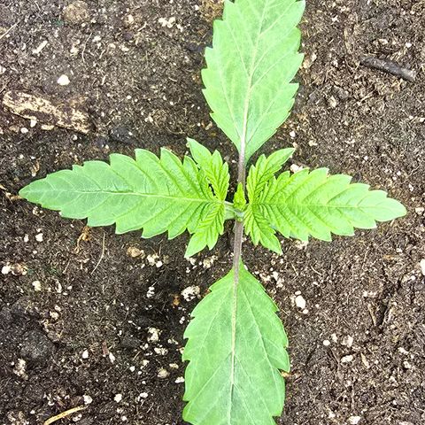 Lemon Cherry Pop  #2 growlog timeline photo