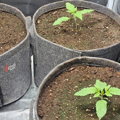 Forbidden Fruit  growlog timeline photo