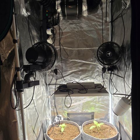 Forbidden Fruit  growlog timeline photo