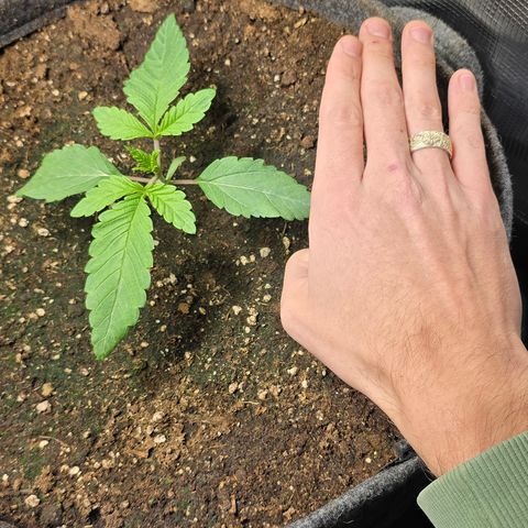 Forbidden Fruit  growlog timeline photo