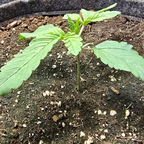 Forbidden Fruit  growlog timeline photo