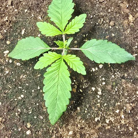 Forbidden Fruit  growlog timeline photo