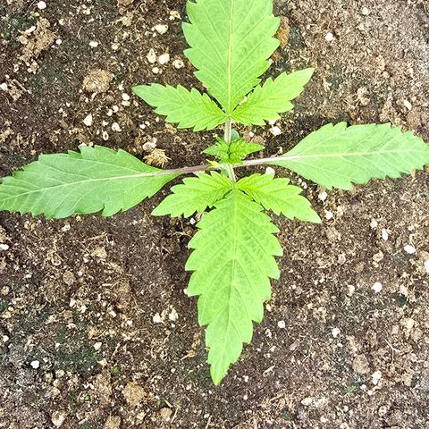 Lemon Cherry Pop  #1 growlog timeline photo