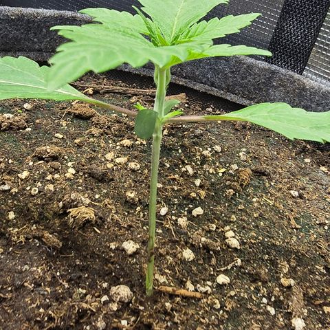 Lemon Cherry Pop  #1 growlog timeline photo