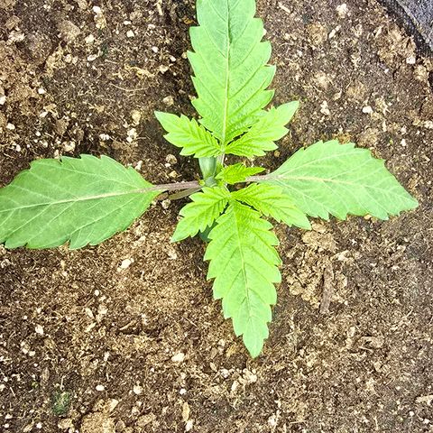 Lemon Cherry Pop  #2 growlog timeline photo