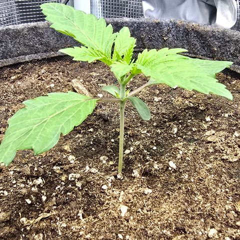 Lemon Cherry Pop  #2 growlog timeline photo