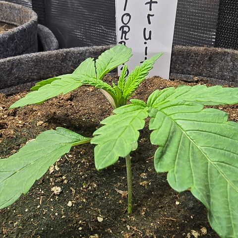 Forbidden Fruit  growlog timeline photo