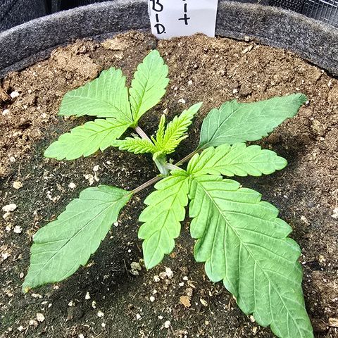 Forbidden Fruit  growlog timeline photo