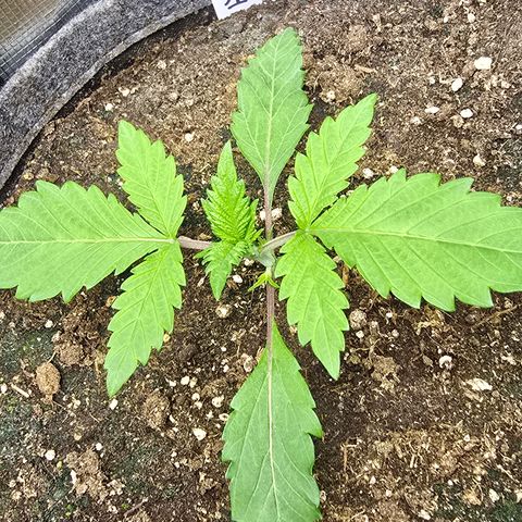 Lemon Cherry Pop  #1 growlog timeline photo