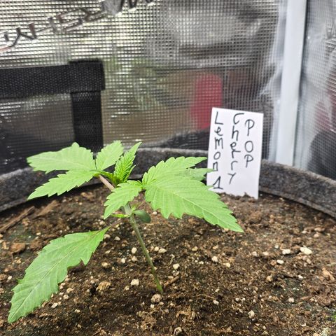 Lemon Cherry Pop  #1 growlog timeline photo