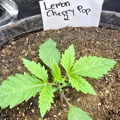 Lemon Cherry Pop  #2 growlog timeline photo