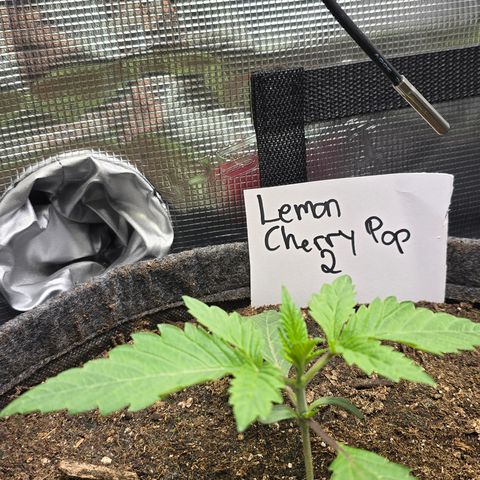 Lemon Cherry Pop  #2 growlog timeline photo