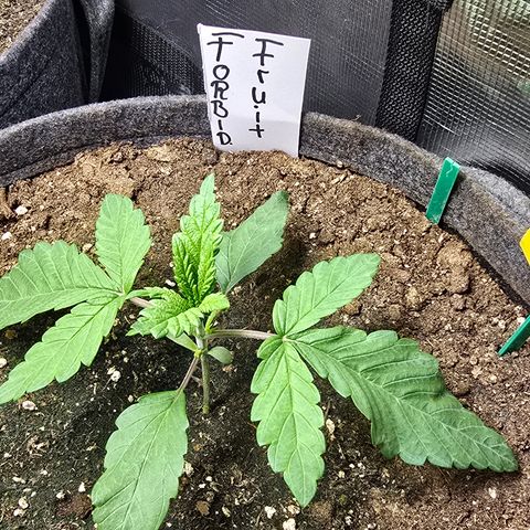 Forbidden Fruit  growlog timeline photo