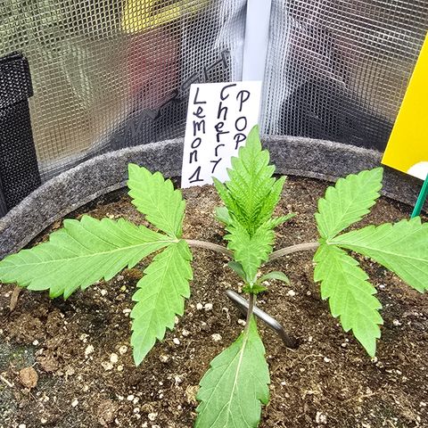 Lemon Cherry Pop  #1 growlog timeline photo