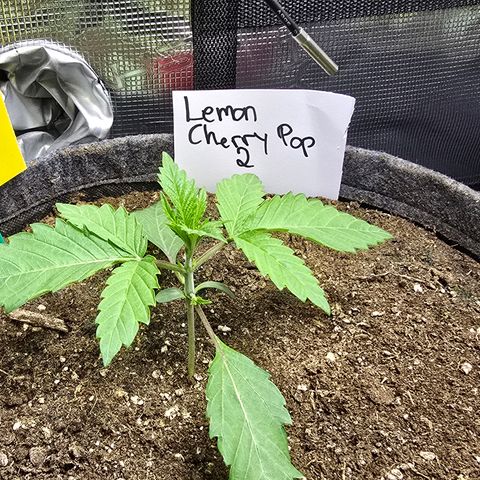 Lemon Cherry Pop  #2 growlog timeline photo