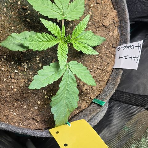 Forbidden Fruit  growlog timeline photo