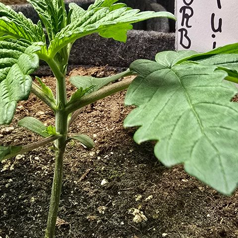 Forbidden Fruit  growlog timeline photo