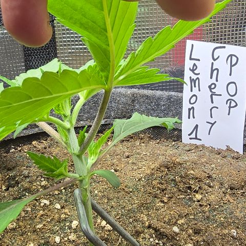 Lemon Cherry Pop  #1 growlog timeline photo