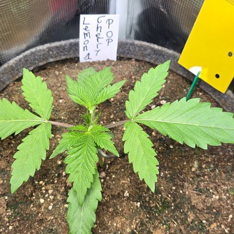 Lemon Cherry Pop  #1 growlog timeline photo