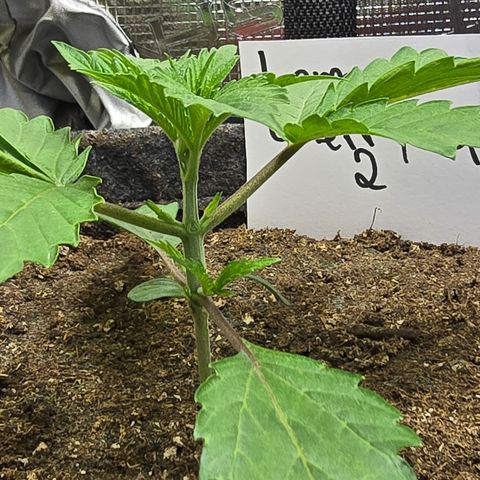 Lemon Cherry Pop  #2 growlog timeline photo