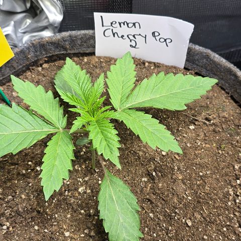 Lemon Cherry Pop  #2 growlog timeline photo