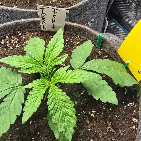 Forbidden Fruit  growlog timeline photo