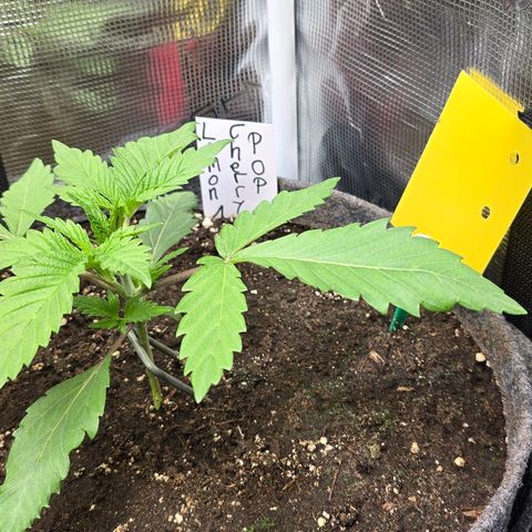 Lemon Cherry Pop  #1 growlog timeline photo