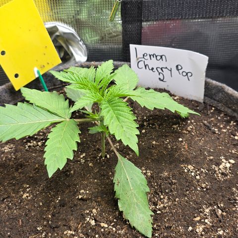 Lemon Cherry Pop  #2 growlog timeline photo
