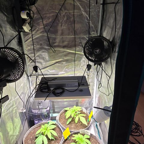 Forbidden Fruit  growlog timeline photo