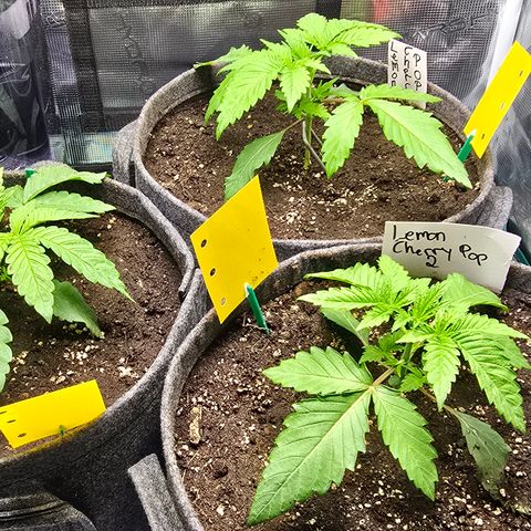 Forbidden Fruit  growlog timeline photo