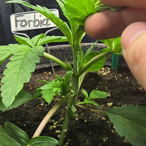 Forbidden Fruit  growlog timeline photo