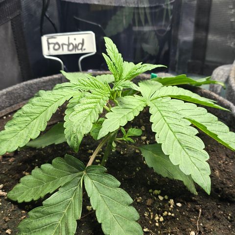 Forbidden Fruit  growlog timeline photo