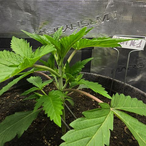 Lemon Cherry Pop  #1 growlog timeline photo