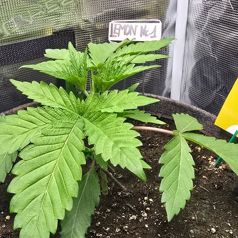 Lemon Cherry Pop  #1 growlog timeline photo